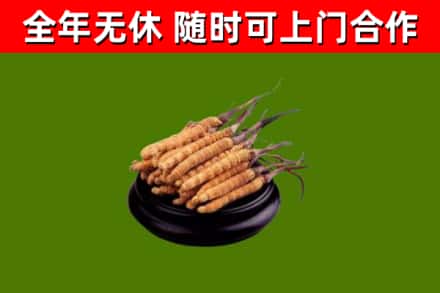 盐城回收冬虫夏草