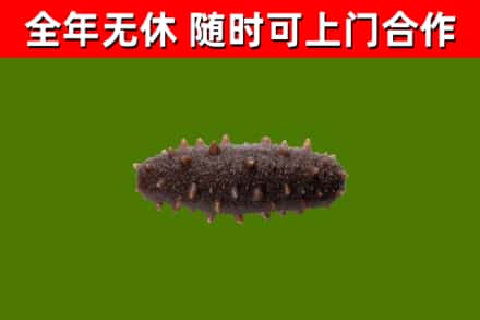 盐城回收海参干